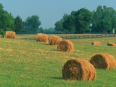 Summer Harvest, Kentucky